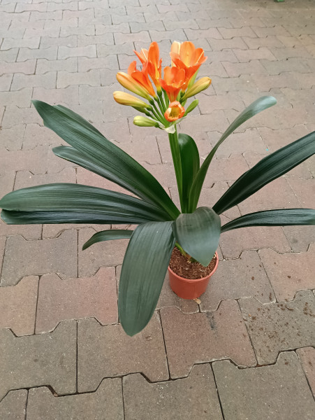 Plant. Bloeiende Clivia