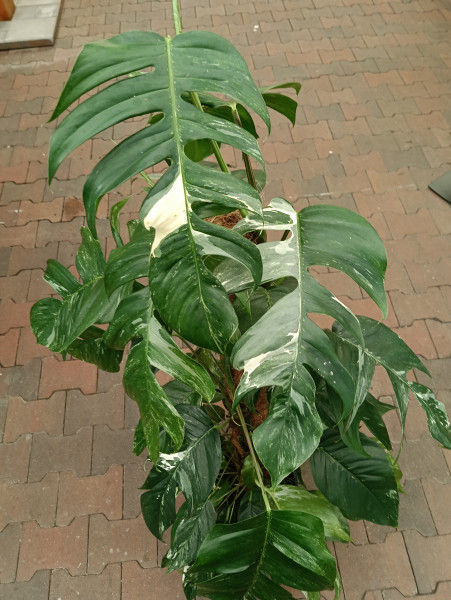 Stek Epipremnum Pinnatum 'Albo Variegata'