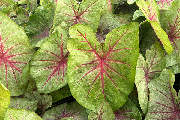 Caladium Mint Julep knol