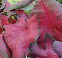 Caladium Brandywine knol