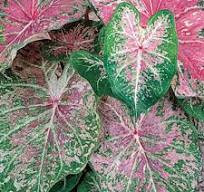 Caladium Pink Cloud knol , levering eind Maart