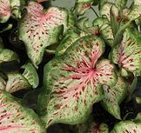 Caladium Wonderland knol , levering eind Maart