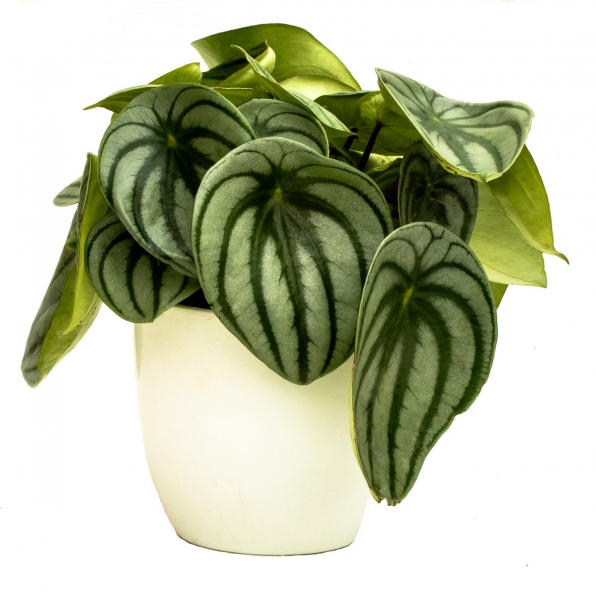 Bladstekken Peperomia Watermelon