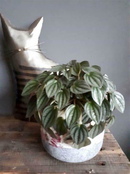 Peperomia Napoli Nights